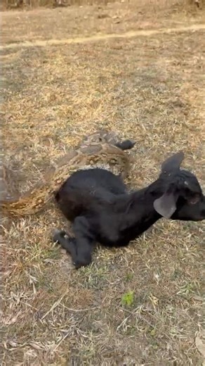 Rock Python vs Goat Rescue. #reels