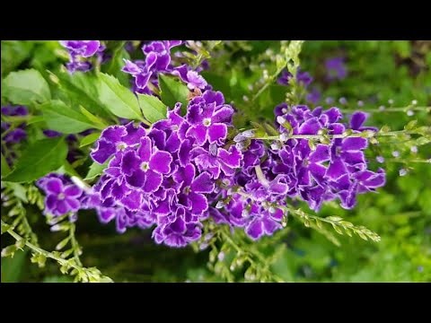 Duranta erecta. 🪻🪻🪻