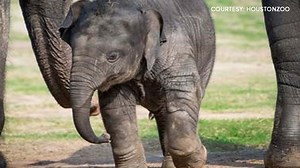 Tiger at Houston Zoo named Satu dies at 18