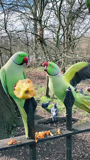 Rose-Ringed Parakeets in London