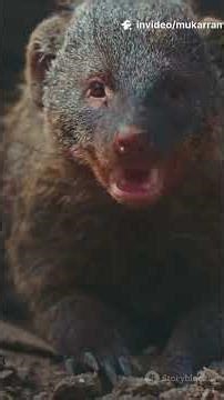 Mongoose Magic ✨😁