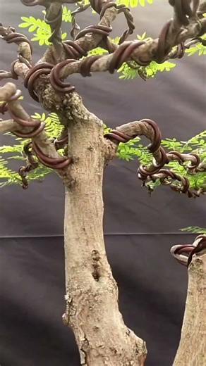 bonsai powder puff #bonsai #powderpuff #plants #shortvideo