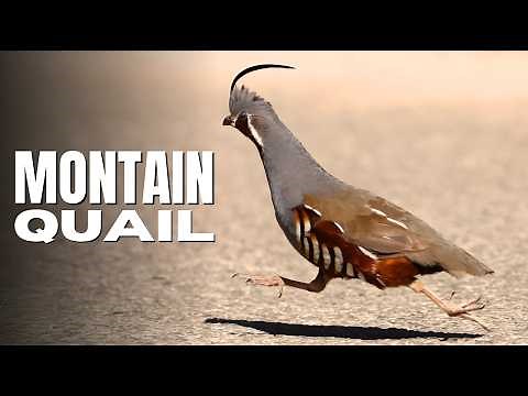 Revealed: The Secretive Mountain Quail and Its Surprising Real Call!