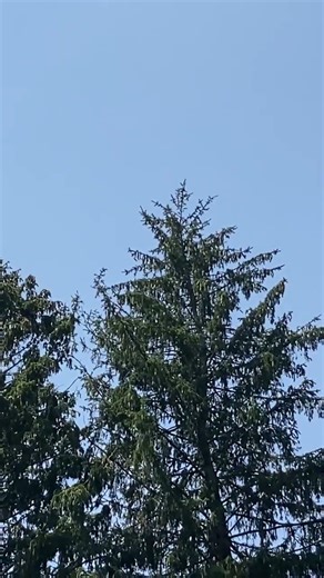 Red-Tailed Hawk FLYING AWAY SCREECHING Loud #nature #wildlife #animals #birds #shortvideo #shorts