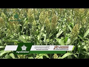 AgroScience | Nutrición en Sorgo