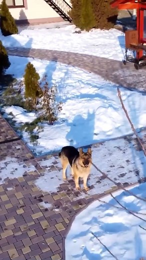 1.7K views · 17 reactions | I play with my dog #cooking #food #foodie #foodporn #instafood #foodphotography #foodlover #foodblogger #foodstagram #homemade #yummy #delicious #chef #dinner #cook #healthyfood #tasty #instagood #homecooking #kitchen #foodies #lunch #love #foodgasm #baking #cookingathome #foodpics #recipes #eat #recipe | Food Daily | Facebook