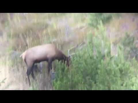 Bull Elk and Hammer Bullets