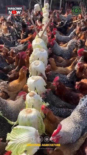 Did you know that chickens absolutely love to eat cabbage? This leafy green vegetable is not only nutritious for them but also a tasty treat! Cabbage is packed with vitamins and minerals that can benefit their overall health. Feeding your chickens cabbage in moderation can be a great addition to their diet, keeping them happy and healthy. Just make sure to chop it up into small pieces to prevent any choking hazards. Your feathered friends will thank you for this delightful snack option! 🐔🥬 #ch