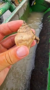Awesome Fossil Shell 🐚 Found in Florida 🌴 at the Fort Drum Crystal Mine! #Florida #work #beautiful #fossil #fossils #shell #discovery #DiscoveringMinerals #nature #foryou #fyp #reels #foryoupage #crystals | DiscoveringMinerals