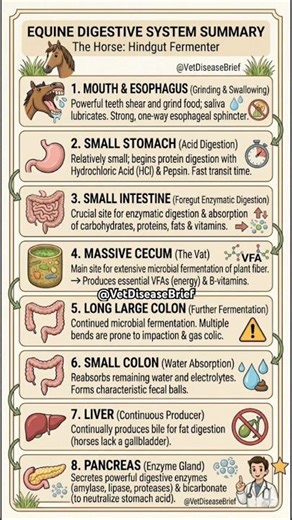 Horse Digestive System Summary | Hindgut Fermenter