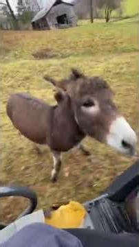 Funny donkey talks to camera the end is hilarious