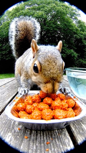 Squirrel’s SPICY Snack Fail! 😂🌶️ | Hidden Cam Chaos. #funny #funnyanimals