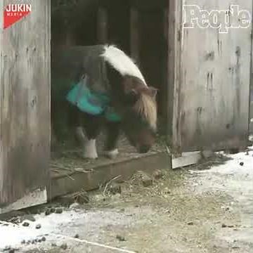 Mini Horse Takes Massive Leap Off Barn’s Small Step