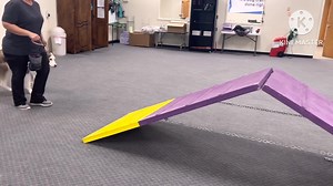 🐾Lady🐾 | The Dog Wizard