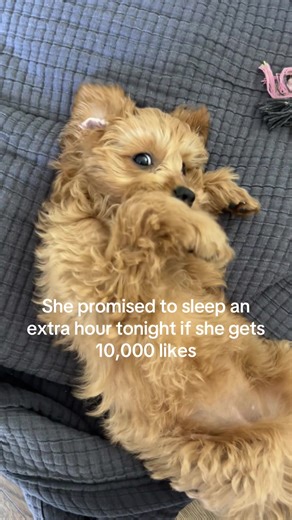 you heard it here first!! Help a girl out #cavapoo #cavapoopuppy #puppy