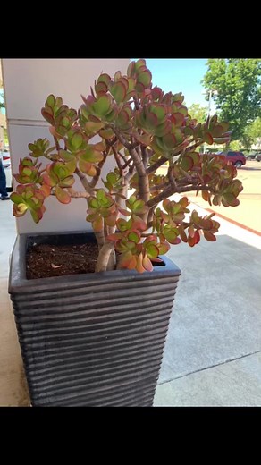 1.2K views · 89 reactions | Jade plants ❤️ | Succulent Plant Care | Facebook