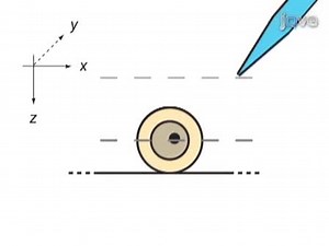 Intranuclear Microinjection of DNA into Dissociated Adult Mammalian Neurons