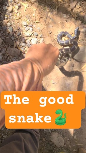 Kingsnake, predators of the Rattlesnake. #arizona #snake #desertlife