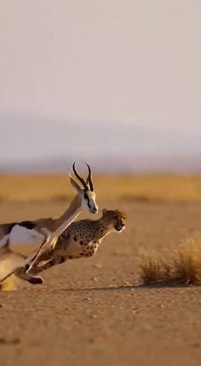 Cheetah vs Springbok – Desert Speed Duel