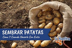 Como Sembrar Patatas O Papas En El Huerto