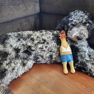 basic_noob12 - Twitch