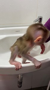 Look At Tauch So Curious To See Watering #baby #monkey #Babymonkey | Monkey Harry's Family
