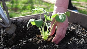 Process of planting a strawberry bush in the soil for growing berries. The concept of farming