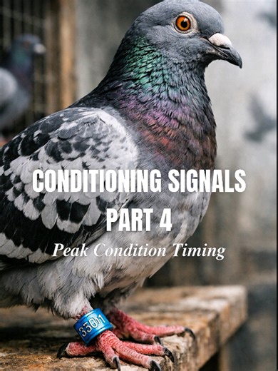 Master Peak Conditioning for Race Day Performance