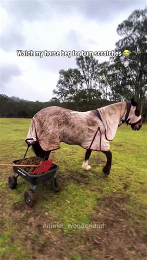 Funny Horses Caught on Camera — Horse Fails & Funny Moments