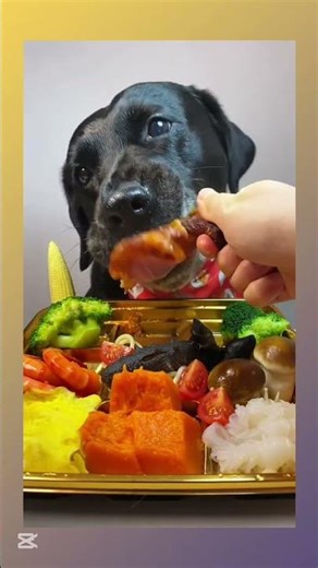 #dogeatingfood #dogeating #dogfood #dogeatingvideo #dog