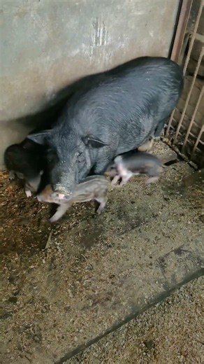 See How Mother Pigs Care for Newborn Piglets #farming #animals #viral