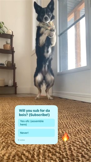 I hope this works!🤞🏻 #shorts #dogshorts #dog #boy #subscribe #share