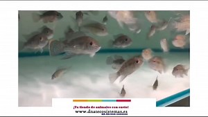 Cichlasoma Terror Verde 4-5 cm. Aequidens rivulatus NZ-ES450810000060 Encuentralos en nuestra web www.dnatecosistemas.es o en el link https://www.dnatecosistemas.es/tienda-peces-agua-dulce-y-fria-y-marino/peces-agua-dulce/Ciclidos Americanos/oferta-venta-cichlasoma-terror-verde-4-5cm-aequidens-rivulatus-tienda-de-peces-baratos-online-venta-ciclidos-americanos-economicos-por-internet-tienda-peces-ciclidos-rebajas-online.html | DNATecosistemas