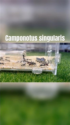 Camponotus singularis Часть 8 #муравьи #ants #antkeeper #insects #юмор #мирмекипер #муравьинаяферма