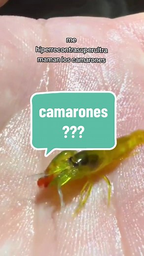 Tierno Camarón Animado - Respuesta a @mr.ki05