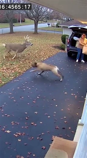 Bullmastiff vs Aggressive Buck