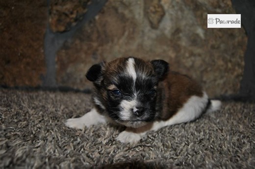Parson - Papillon Puppy B4829B