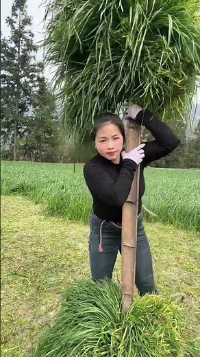 The Ultimate Minimalist Camping Hack: Grass, Rope, and a Stick