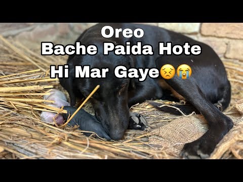 🐶💔 Dog female Ka Dard | Bache Paida Hote Hi Mar Gaye #dogfemale #youtube