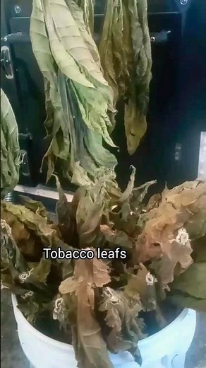 To Make your own Chewing Tobacco... 🍀 #homemade