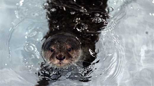 Bremen farm offers opportunity to swim with otters