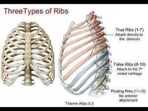 Anatomy of Floating ribs 11, 12 ribs ; they do not attach to the sternum at all