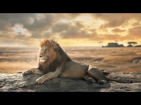 La vita con i grandi felini