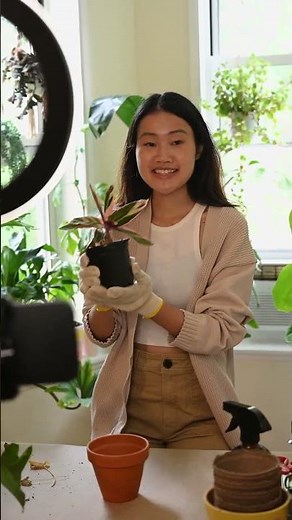 Guia Fácil: Como Plantar Manjericão em Vaso e Colher em Casa 🌱