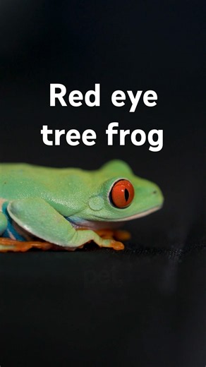 Red-eye tree frog 🐸 #reptiles