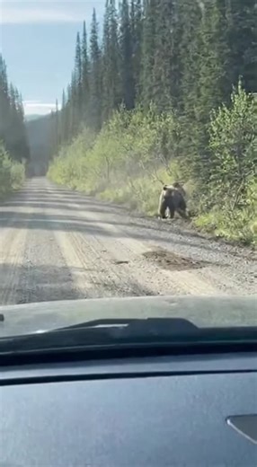 Promptopia AI on Instagram: "A dashcam in remote Alaska captures the moment a massive grizzly bear emerges from the forest, dragging a full-sized alligator across a gravel road. Shocked passengers can't believe what they're seeing as the bear hauls its impossible catch into the wilderness."