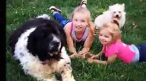 1.6K views · 78 reactions | A few before and afters!! | Tanner's P.A.W.S. | Facebook