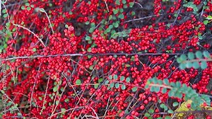 Plants of creeping cotoneaster with many bright green shiny leaves, red berries.A large bush grows in the park. An ornamental plant.