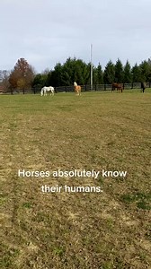 512K views · 10K reactions |  #horse #horses #horsesofreels #petsofreels #animal #pony #haflinger #haflingertok #barnlife #equestrian #horsegirl | Daily Animal Stories | Facebook