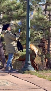 20K views · 25K reactions | I was doing so good. I kept my mouth shut for at least 45 minutes as person after person got their photos within 10 feet. Then this lady stood filming at 3 feet and when she tried to get even closer I couldn’t help it. I just had to open my big mouth. I guess every encounter is an opportunity to improve my STFU skills. #Photography #wildlife #nature #colorado #goodbull #elk #bullelk #wapiti #fblifestyle #selfimprovement | Good Bull Outdoors | Facebook